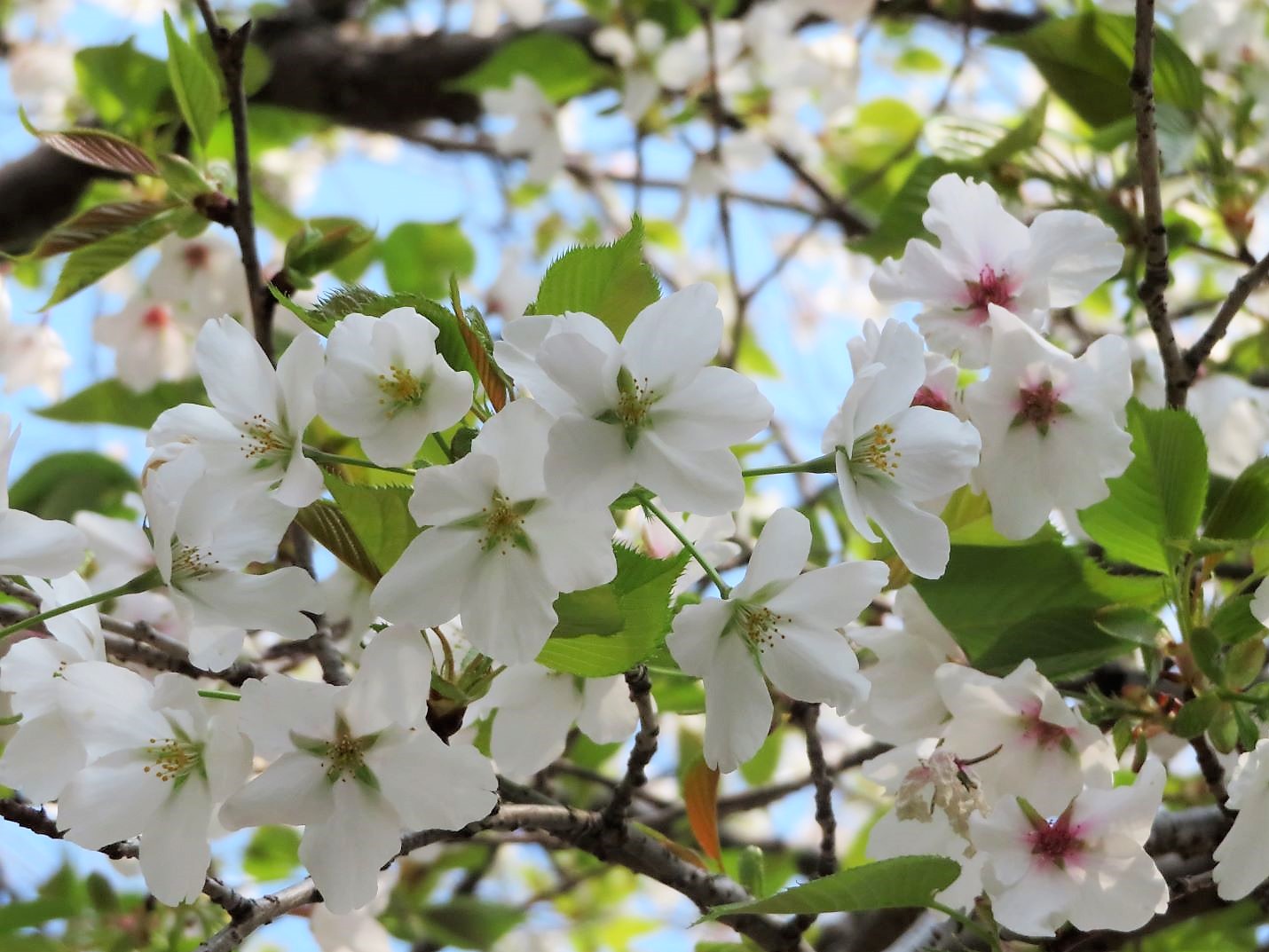 白い桜 公式 豊田市の永代供養墓地 霊園 こせま妙昌寺霊園安紀 豊田の永代供養墓地